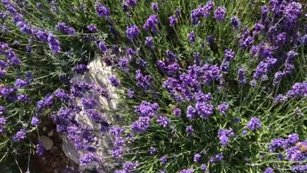 Лаванда Лікарська Рослина Спайс Квітами Бджолами Влітку Німеччині Прогулюючись Очима — стокове відео