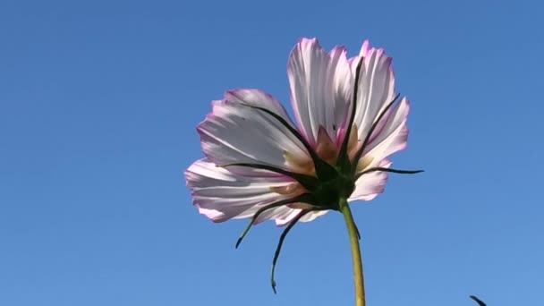 Садова Квітка Космосу Блакитному Небі Камерою Вгору — стокове відео