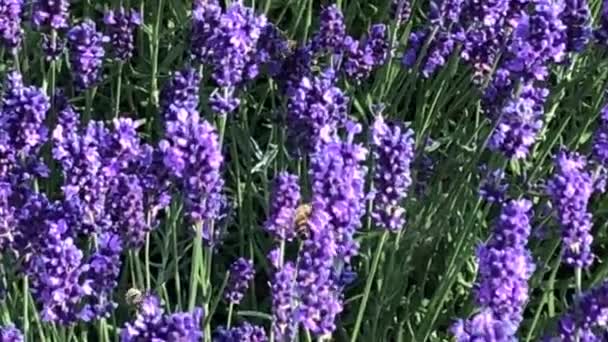 Lavanda Planta Medicinal Especiarias Com Flores Abelhas Verão Alemanha Abelhas — Vídeo de Stock