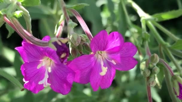 Fireweed Medicinal Herb Flowers Macro Summer Germany — Stock Video