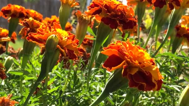 Tagetter Blommor Medicinalörten Bakljus Närbild — Stockvideo