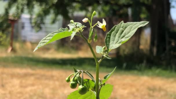 Solanum Nigrum Gyógynövény Bogyókkal Virágokkal — Stock videók