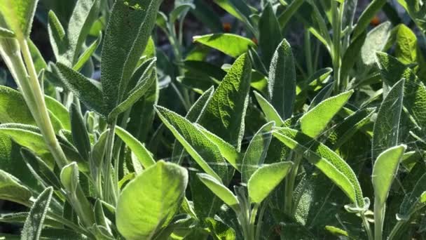 成熟的药用植物和香料 叶在背光下 照相机罩 — 图库视频影像