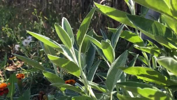 Salvia Planta Medicinal Especia Con Hojas Retroiluminación Cámara Panorámica — Vídeos de Stock
