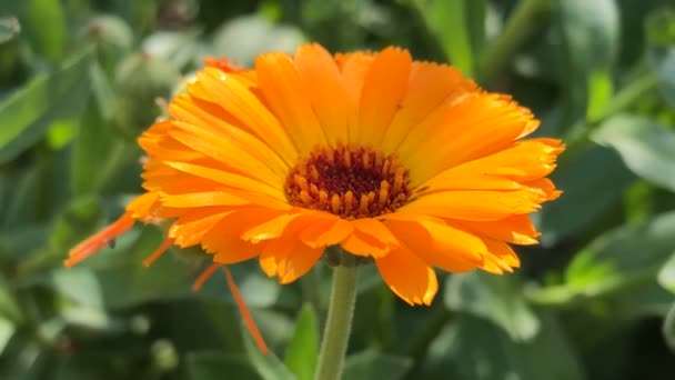 Közönséges Körömvirág Gyógynövény Virággal Zöld Homályos Háttérrel — Stock videók