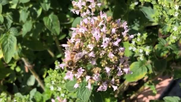 Oregano Koření Léčivé Rostliny Květinami Včelami Detailním Záběru — Stock video