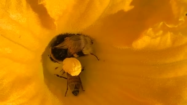 Bumblebee Uma Flor Abóbora Hokkaido Verão Alemanha Macro — Vídeo de Stock