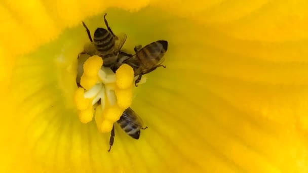 Honigbienen Einer Blüte Eines Hokkaido Kürbisses Sommer Deutschland Makro — Stockvideo