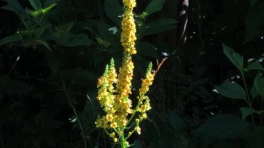 Yazın Almanya 'da bir manastır bahçesinde siyah bir Mullein.
