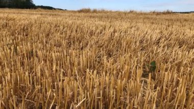 Almanya 'da yaz aylarında kameralı sakal tarlası