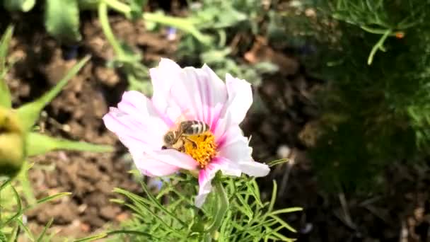 Медова Бджола Квітці Садової Айстри Влітку Німеччині Макро — стокове відео