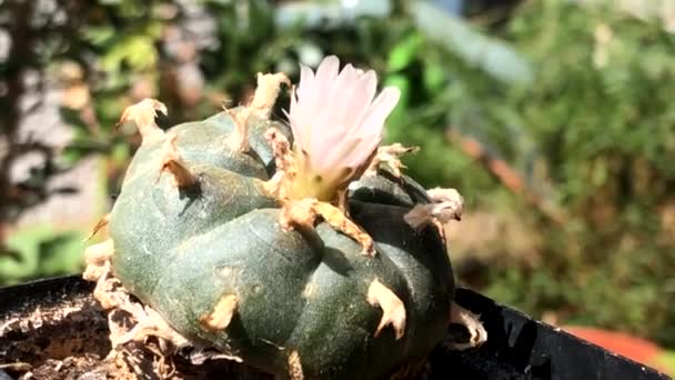 Peyote Cactus Flower Balcony Summer Zoom — стокове відео