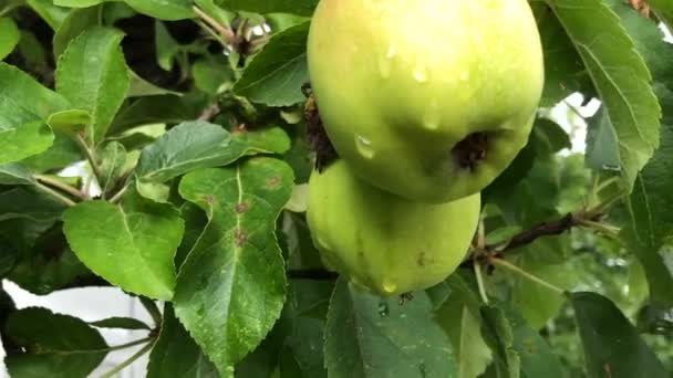Jabłka Drzewie Latem Kamerą Wokół — Wideo stockowe