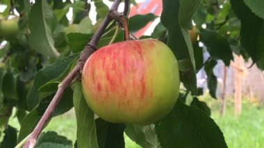 Almanya 'da bir ağacın üzerinde olgun bir elma, kamerayla yakın çekim.