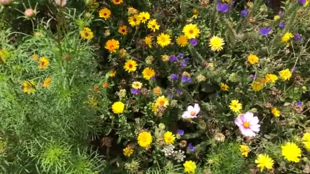 Prado Con Una Gran Cantidad Flores Colores Cultivadas Para Protección — Vídeo de stock