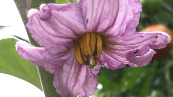 Aubergine Plante Avec Fleur Été — Video
