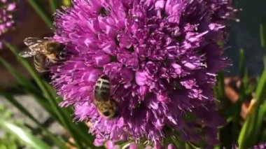 Bal arısı yazın Almanya 'da bir Allium çiçeğinin üzerinde