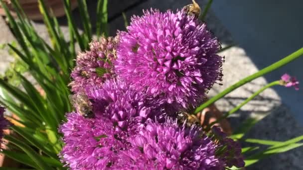 Honigbiene Auf Blüte Eines Alliums Sommer Deutschland — Stockvideo