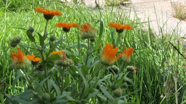 Běžná Louže Léčivá Rostlina Květinou Skupinou Zvětšit Jednu Žlutou Květinu — Stock video