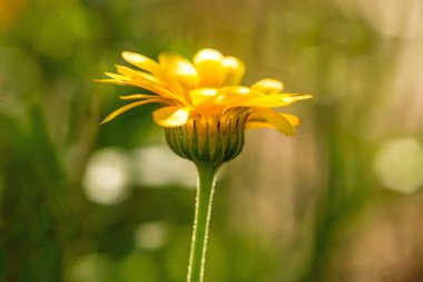 Kadife çiçeği, çiçekli şifalı bitki.