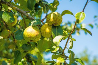 Elma şarabı ve olgun armut. 