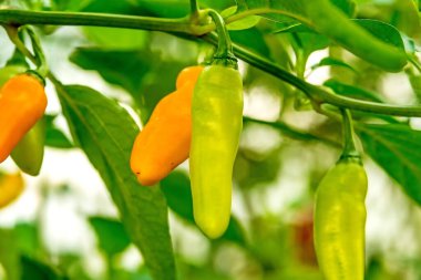 Olgun ve olgunlaşmamış meyveli hayalet biber Jolokoa