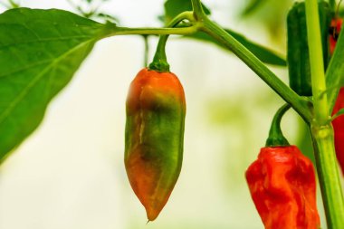 Olgun meyveli hayalet biber Bhut Jolokoa