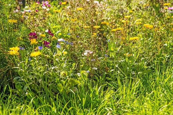 Meadow Lot Colorful Flowers Cultivated Species Protection Insects — Stock Photo, Image