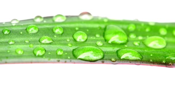 Зелений Лист Краплями Дощу Макросі Білому Порожньому Тлі — стокове відео