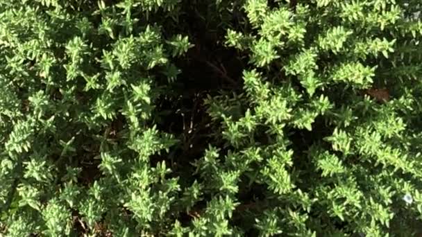 Thyme Medicinal Plant Spice Fresh Green Herb Zoom — Stock Video