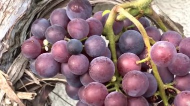 Olgun, üzüm bağında mavi üzümler, yakınlaştırmalı kamera hareketi