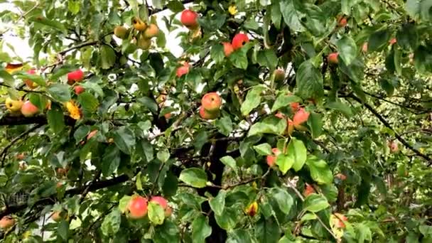 Яблоки Дереве Летом Камерой Диск Вверх Увеличить Пары Спелых Яблок — стоковое видео