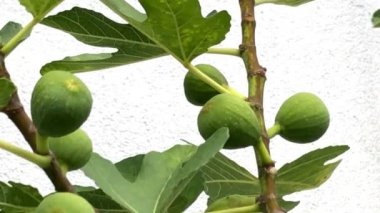  Olgun, yeşil incirler yazın bir ağaçta Almanya 'da bir bahçe, yakın plan.