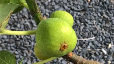  Olgun, yeşil incirler yazın bir ağaçta Almanya 'da bir bahçe, yakın plan.