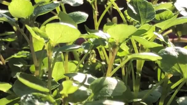 Berro Hierba Fresca Comestible Planta Medicinal Primer Plano Retroiluminación — Vídeo de stock