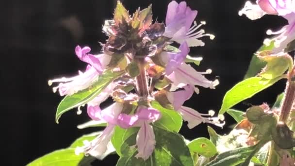 Manjericão Azul Africano Especiarias Ervas Medicinais Com Flor Close — Vídeo de Stock