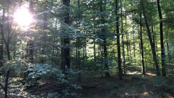 Floresta Final Verão Backlit Com Sol Cintilante — Vídeo de Stock
