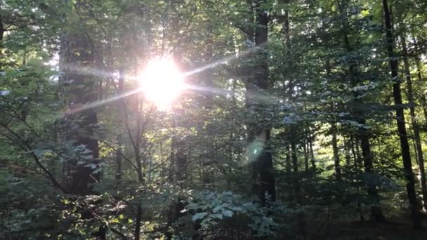 Las Późnym Latem Podświetleniu Musującym Słońcem — Wideo stockowe