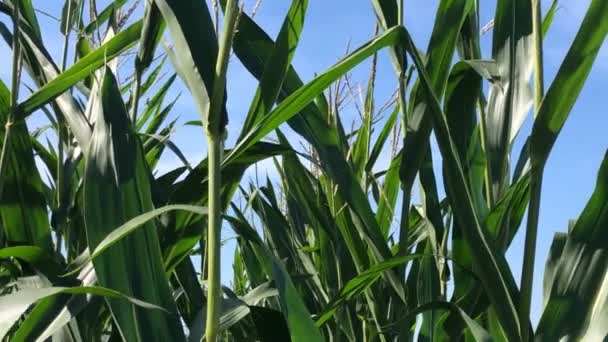Кукурузные Цветы Поле Германии Крупным Планом Камерой Ехать Вниз Кукурузному — стоковое видео