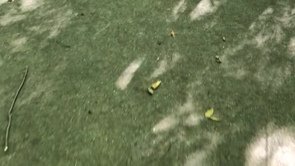 Caminhando Uma Trilha Florestal Com Folhas Pintadas Outono — Vídeo de Stock