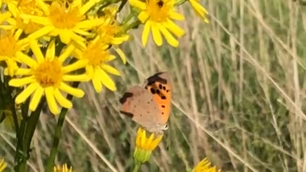 Almanya Senecio Çiçeğinin Üzerindeki Küçük Bakır — Stok video