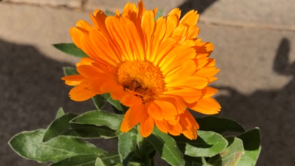 Közönséges Körömvirág Gyógynövény Narancs Virággal — Stock videók