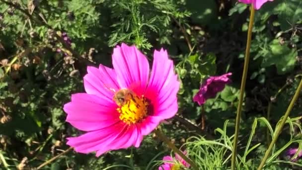 Медова Бджола Квітці Садової Айстри Влітку Німеччині — стокове відео
