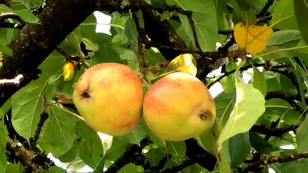 Äpplen Ett Träd Sommaren Med Zooma Till Ett Par Mogna — Stockvideo