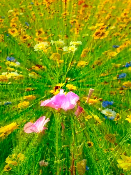 Prairie Avec Beaucoup Fleurs Colorées Dans Objectif Soft Focus — Photo