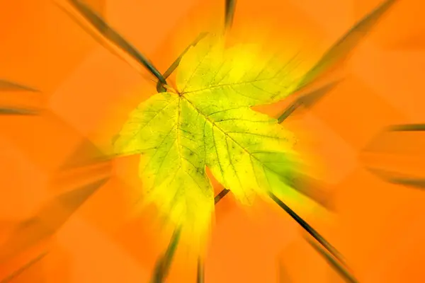 Podzimní Barevný Javorový List Plotě Podsvíceném Podsvícení Rozmazaný Středem Ohnisku — Stock fotografie