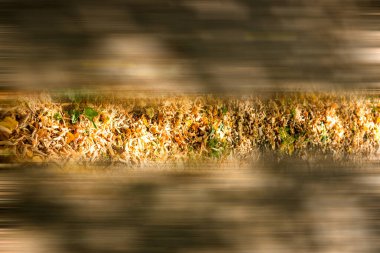 Sonbahar yaprakları bir kaldırımda güneşli ve gölgeli bir şehirde