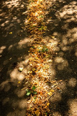 Sonbahar yaprakları bir kaldırımda güneşli ve gölgeli bir şehirde