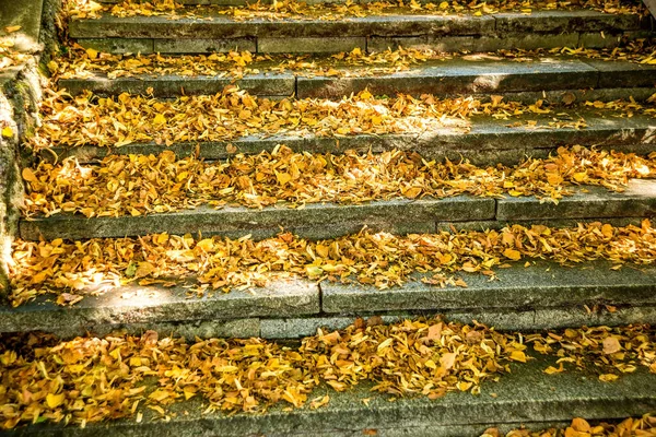 Hojas Pintadas Otoñales Escaleras — Foto de Stock