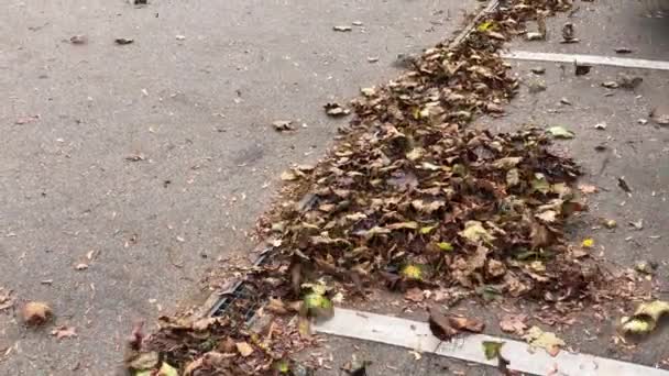 Осенние Раскрашенные Листья Танцуют Ветру Улице Городе — стоковое видео